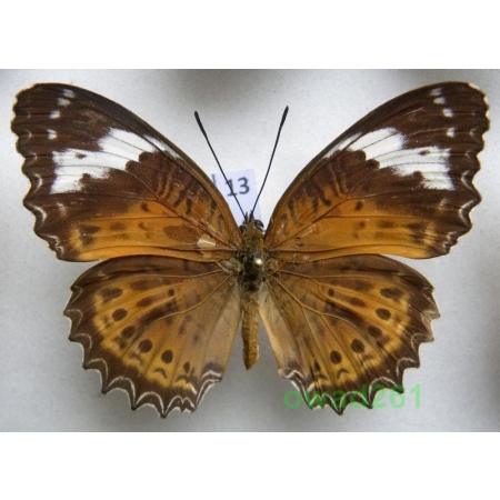 Cethosia hypsea sp. Indonesia, Seram 65mm13